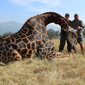 South Africa Hunt Giraffe