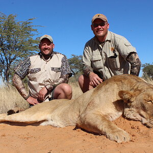 Hunt Lioness in South Africa