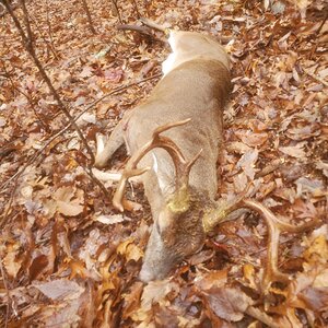 White-tailed Deer Hunting USA