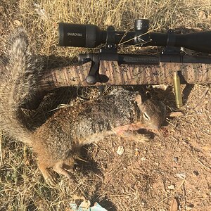 USA Hunt Ground Squirrel