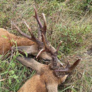 England Hunting Roe Deer