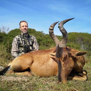 Red Hartebeest South Africa