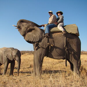 Elephant Ride Africa