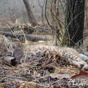 Hunting Bobcat