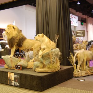 Taxidermy at Safari Club International Convention