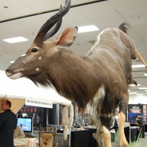 Taxidermy at Safari Club International Convention