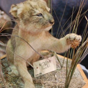 Taxidermy at Safari Club International Convention