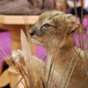 Taxidermy at Safari Club International Convention