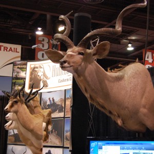 Taxidermy at Safari Club International Convention