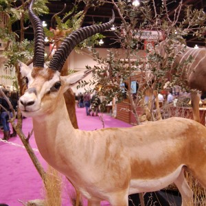 Taxidermy at Safari Club International Convention