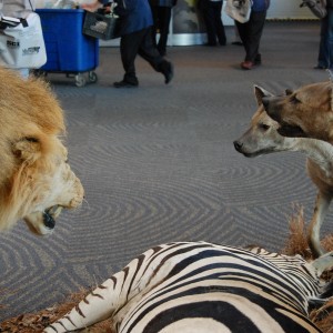 Taxidermy at Safari Club International Convention