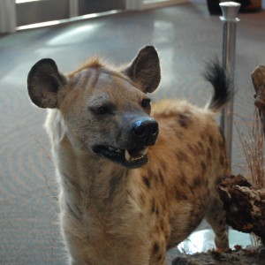 Taxidermy at Safari Club International Convention