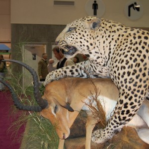 Taxidermy at Safari Club International Convention