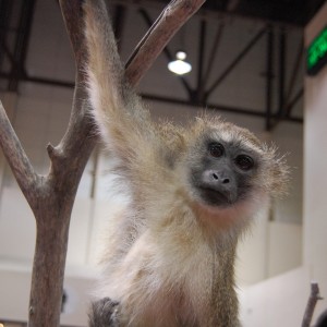 Taxidermy at Safari Club International Convention