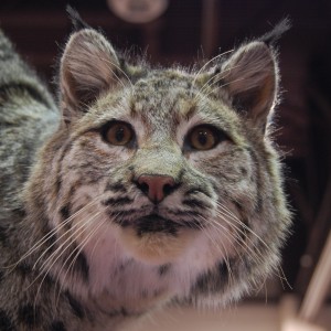 Taxidermy at Safari Club International Convention