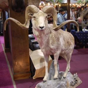 Taxidermy at Safari Club International Convention