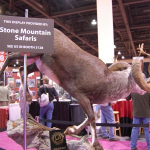 Taxidermy at Safari Club International Convention