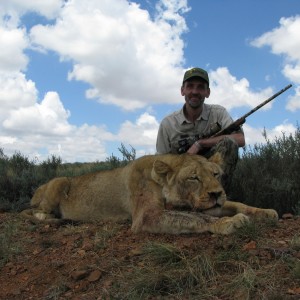 Hunting Lioness