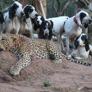 Hunting Leopard with Hounds