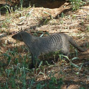 Banded Mongoose Namibia