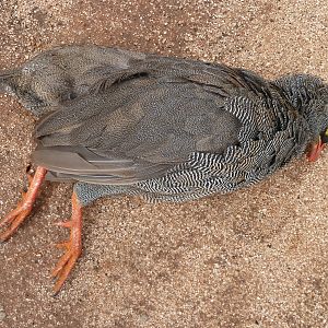 Hunting Francolin