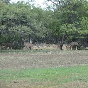 Kudu Namibia