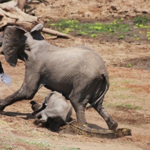 Ferocious Crocodile attacking Elephant