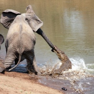 Ferocious Crocodile attacking Elephant