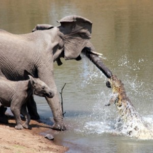 Ferocious Crocodile attacking Elephant