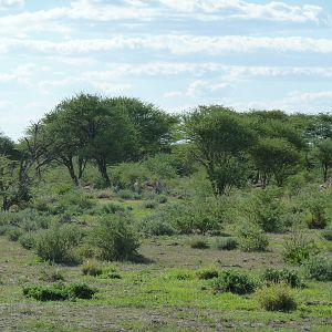 Springbok Namibia