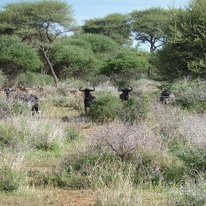 Blue Wildebeest Namibia