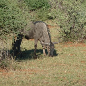 Blue Wildebeest Namibia