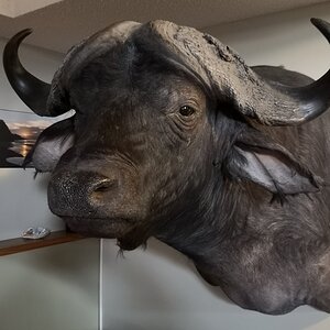 Buffalo Shoulder Mount Taxidermy