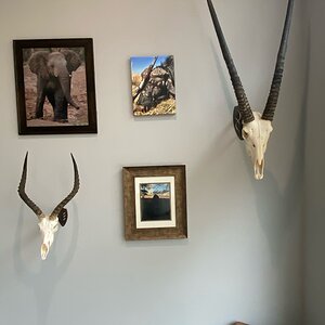 Skull Mounts