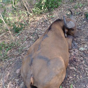 Savannah Buffalo Hunt Cameroon