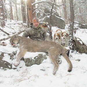 Mountain Lion Colorado