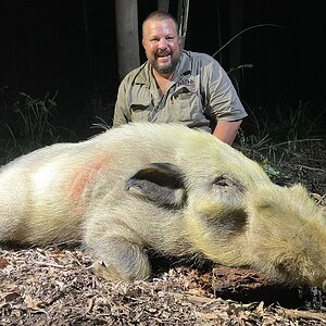 White Bushpig Hunting Kwazulu Natal South Africa