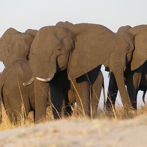 Namibian Elephants