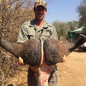 Buffalo Boss Africa Hunting