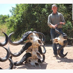 Buffalo Skulls From Tanzania