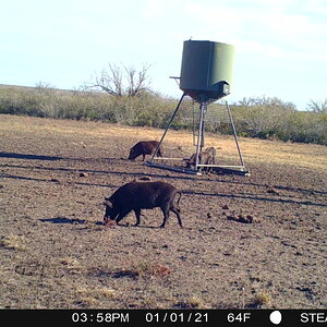 Pigs on Trail Camera