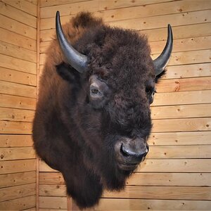 Bison / Buffalo Shoulder Mount
