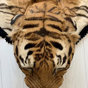 Tiger Skin Rug Taxidermy