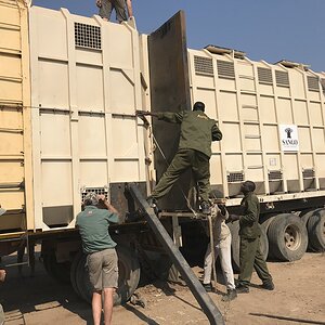 Elephant Relocation Project Zimbabwe