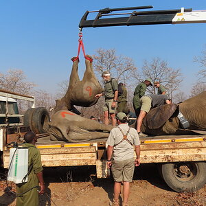 Elephant Relocation Project Zimbabwe
