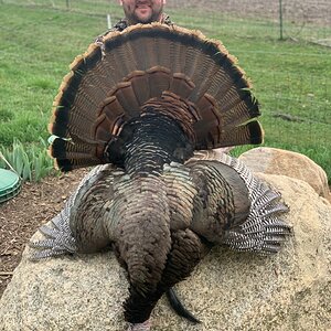 Turkey Hunt Iowa