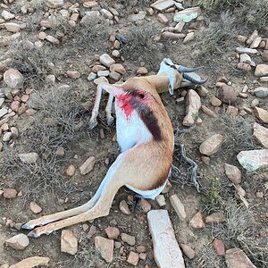 Springbok Hunt Eastern Cape South Africa