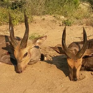 Bushbuck Hunting Limpopo South Africa