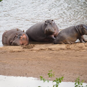 Hippo Wildlife Limpopo South Africa