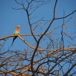 Birdlife Limpopo South Africa